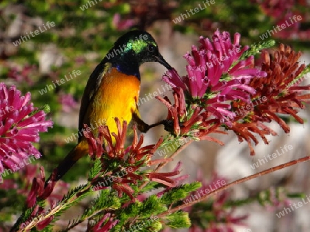 Sunbird