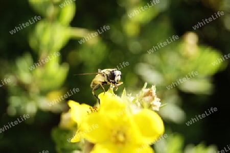 Schwebefliege auf einer Blume