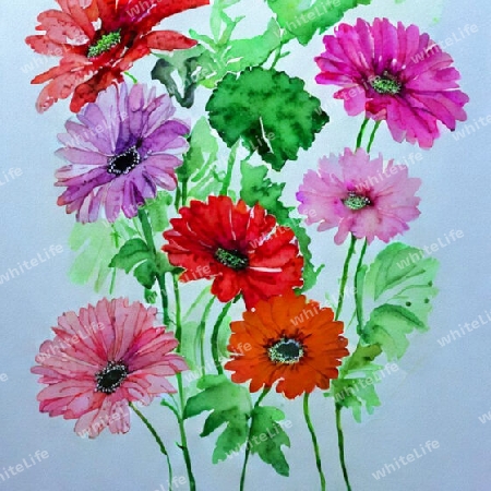 bunte Gerbera