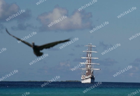 Suedamerika, Karibik, Venezuela, Los Roques, Insel, Atoll, Archipfel, Klima, Reef, Dorfinsel, Segelboot, Dreimaster, Schiff, Vogel, Palikan