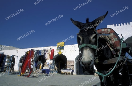 Der Kamel Markt auf dem Dorfplatz in der Altstadt von Douz im Sueden von Tunesien in Nordafrika.