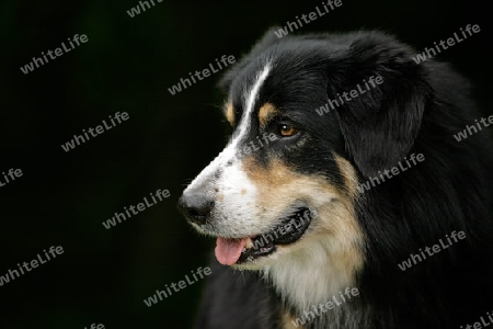 Portrait australian Shepherd