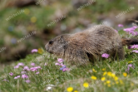 Alpenmurmeltier, Murmeltier, Marmota marmota