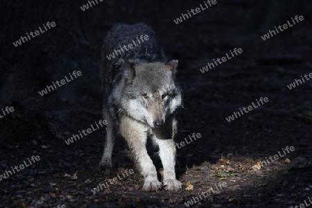 Europ?ischer Wolf