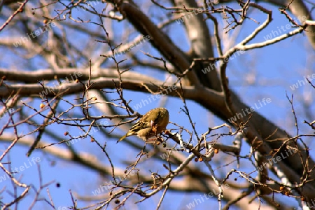 Masked Weaver Female, Ploceus Velatus