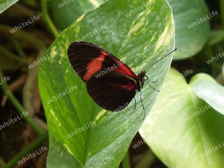 Schmetterling