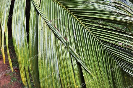 Beautiful palm trees at the beach on the tropical paradise islands Seychelles