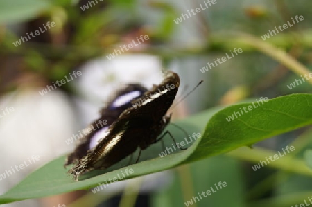 Schmetterling II