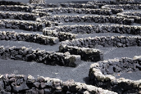 The wine agraculture in the volcanic Hills on the Island of Lanzarote on the Canary Islands of Spain in the Atlantic Ocean.
