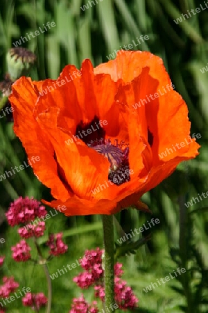 Roter Mohn