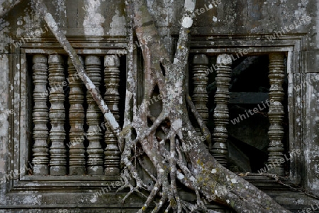 The Tempel Ruin of  Beng Mealea 32 Km north of in the Temple City of Angkor near the City of Siem Riep in the west of Cambodia.