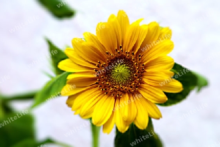 Sonnenblume