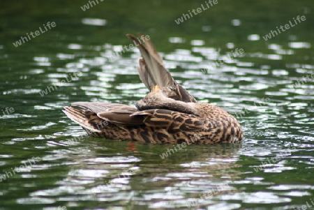 Stockente beim Baden