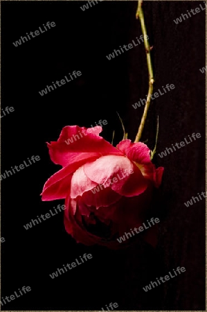 Rote Rose