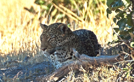 Serie - Leopard wird wach 4 - Doch nicht