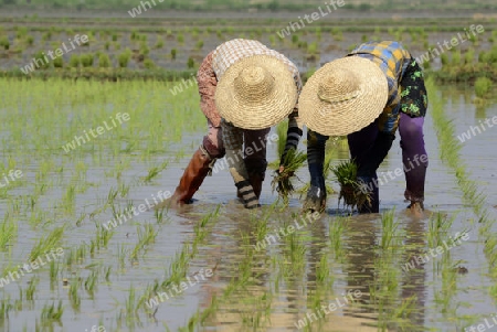 Rice farmers plant rice in a ricefield at the city of Nyaungshwe at the Inle Lake in the Shan State in the east of Myanmar in Southeastasia.