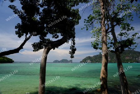 A Beach on the Island of Ko PhiPhi on Ko Phi Phi Island outside of the City of Krabi on the Andaman Sea in the south of Thailand. 