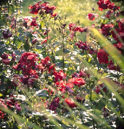 Sommer in Metz (Frankreich)