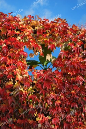 Weinbl?tter im Herbst