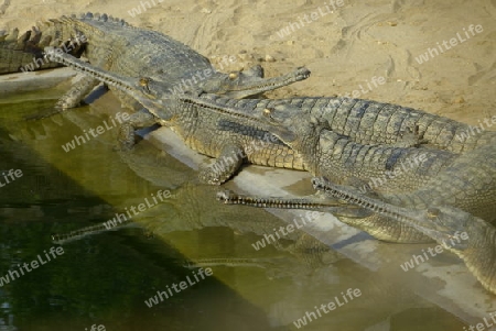 Gaviale (Ghariale) im Chitwan Nationalpark, Nepal