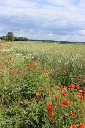 Sommerzeit, Wildblumen am Kornfeld