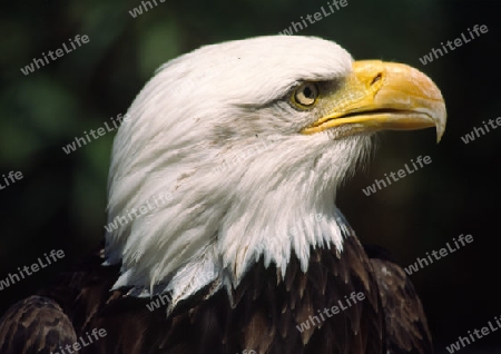 Wei?kopfseeadler