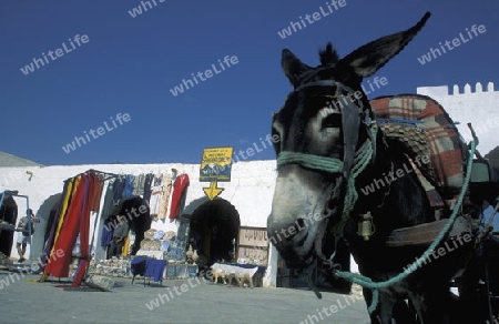 Afrika, Tunesien, Douz
Der traditionelle Donnerstag Markt auf dem Dorfplatz in der Oase Douz im sueden von Tunesien. (URS FLUEELER)






