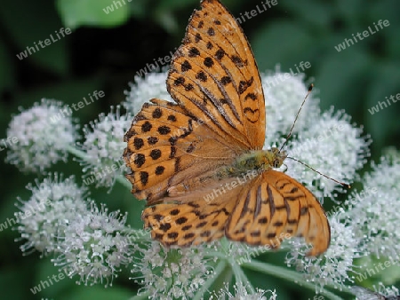 Schmetterling