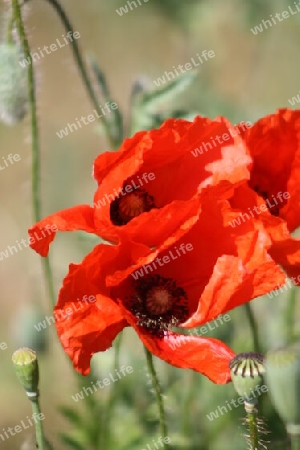 Wilder Mohn