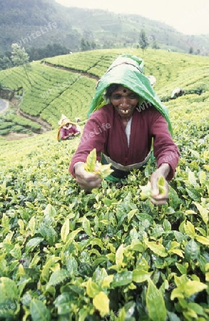 Asien, Indischer Ozean, Sri Lanka,
Eine Tamilische Frau beim pfluecken von Teeblaettern im Tee Anbaugebiet von Nuwara Eliya in Zentralen Gebierge von Sri Lanka. (URS FLUEELER)






