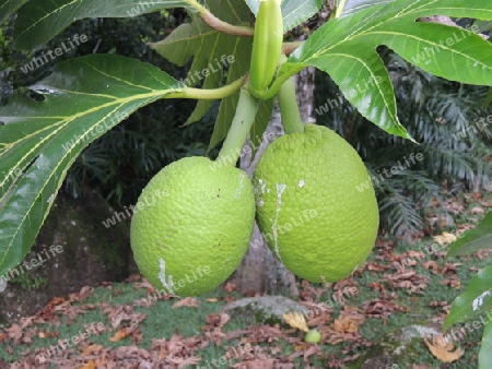 Brotfrucht - Seychellen