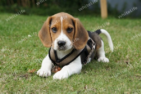 Beagle