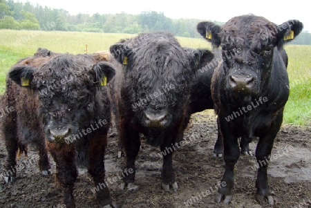 Galloways