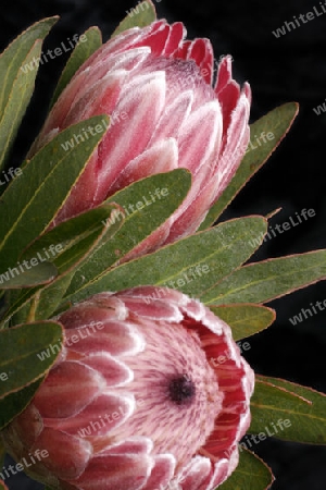 Protea (Bearded Sugarbush)