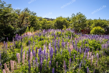 Lupinenmeer