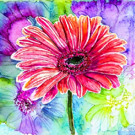 gerbera