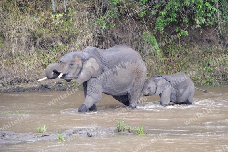 Afrikanische Elefanten (Loxodonta africana), Mutter mit Jungtier beim durchqueren des Mara Flusses, Masai Mara, Kenia, Afrika