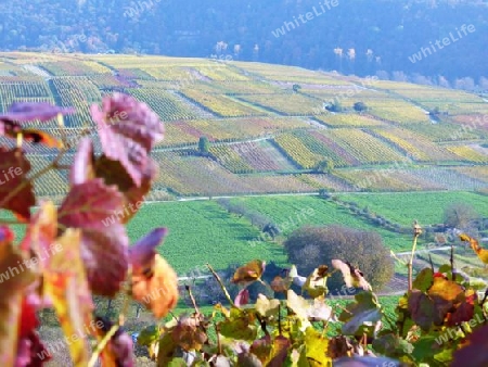 Weinberge in W?rttemberg im Herbst 2