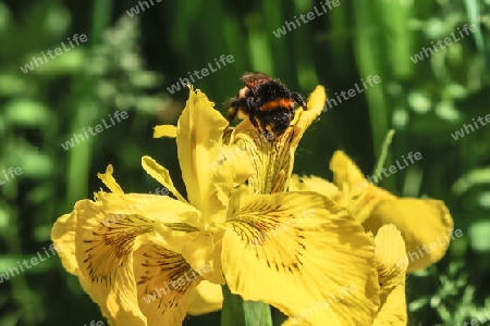 Sumpfschwertlilie mit dunler Erdhummel