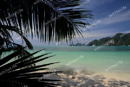 A Beach on the Island of Ko PhiPhi on Ko Phi Phi Island outside of the City of Krabi on the Andaman Sea in the south of Thailand. 