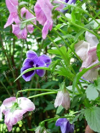 Wild Flowers