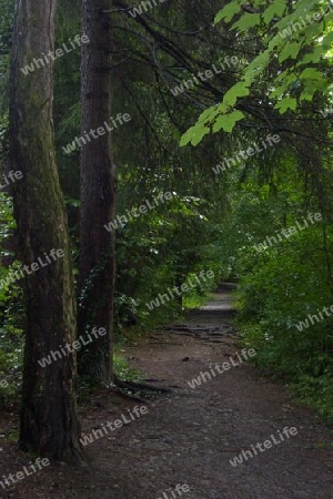 Waldweg