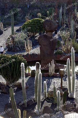 The Cactus Garden in the village of Guatiza on the Island of Lanzarote on the Canary Islands of Spain in the Atlantic Ocean. on the Island of Lanzarote on the Canary Islands of Spain in the Atlantic Ocean.
