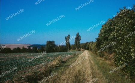 Landschaft mit Pappeln