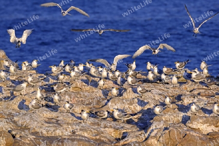 Eilseeschwalbe (Thalasseus bergii), Bird Island, Lamberts Bay, West Kap, Western Cape, S?dafrika, Afrika