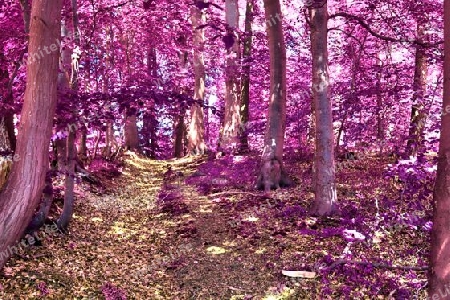 Beautiful pink and purple infrared panorama of a countryside landscape with a blue sky.