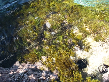 Meeresboden im kristallklarem Wasser