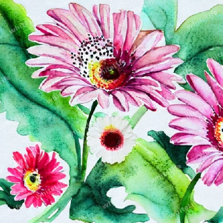 gerbera