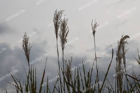 Herbstwind