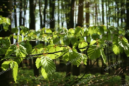 Zweige im Wald